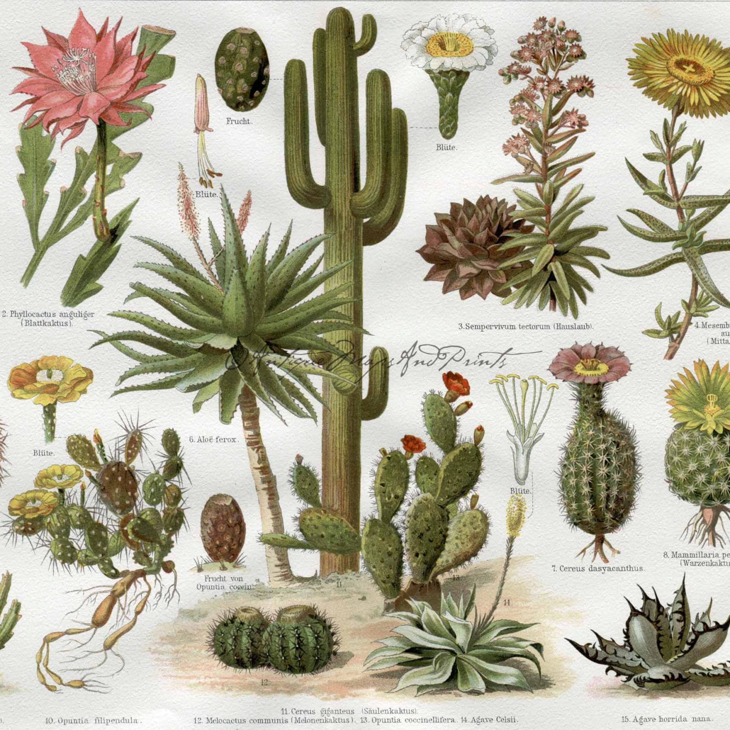 Botanical Cactus Flowers Saguaro Poster by BackAlleysBackRoads