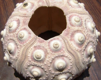 Sputnik Sea Urchin Shells Large (3 pcs.)