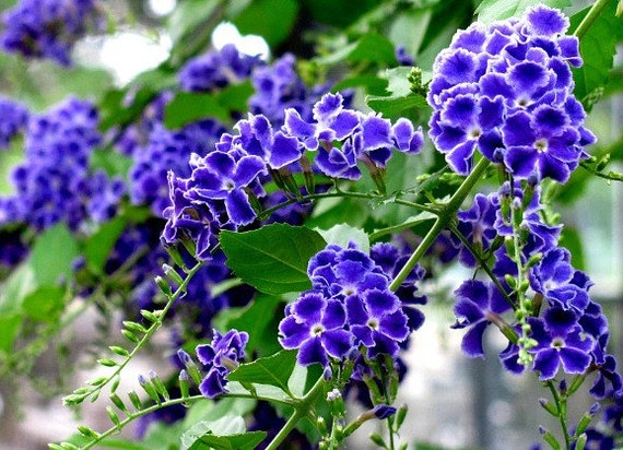 Sky Flower, Duranta repens, 25 seeds, tall fragrant shrub, blue blooms, golden berries, warm zones 8 to 11, fast grower, container, indoors