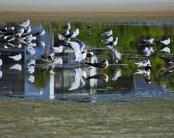 Black Skimmers Etsy
