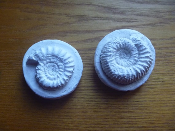 plaster of paris ammonite, fake fossil
