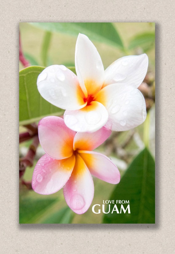Plumeria Love From Guam