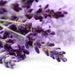 kolorlavanda