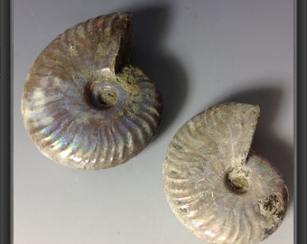 Opal Ammonites Large