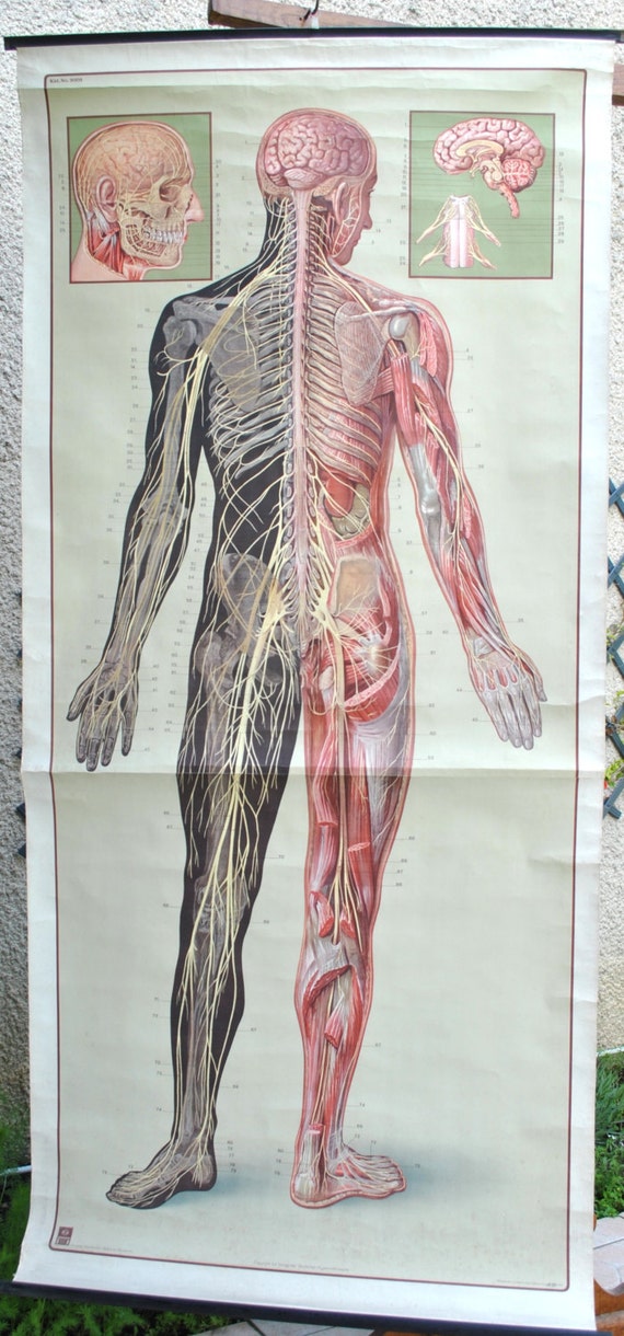 Old poster on the human body anatomy full size.