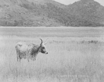 Black and white longhorn cow print Home Decor Fine Art Photography 8x10 print Longhorn Cow art Oklahoma photography cattle art