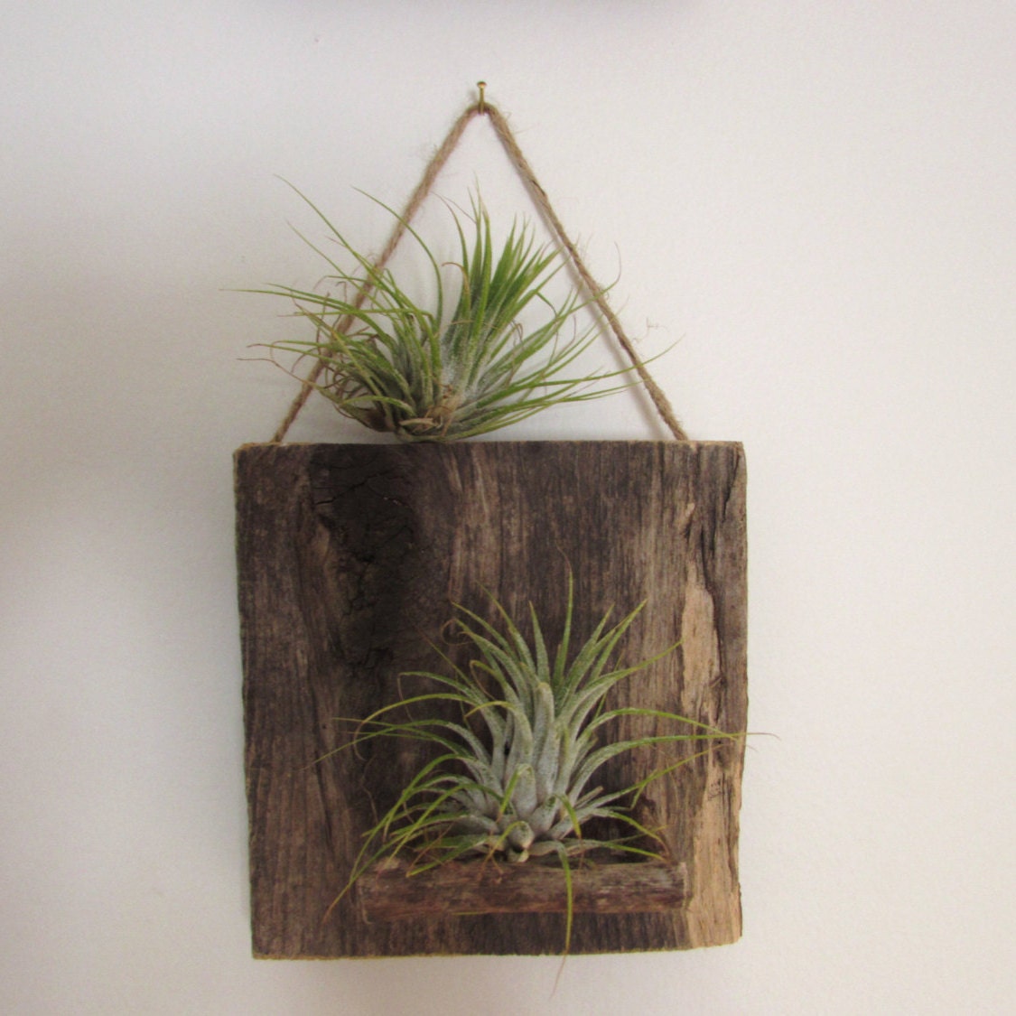 Creatice Air Plant Wall Holder for Small Space
