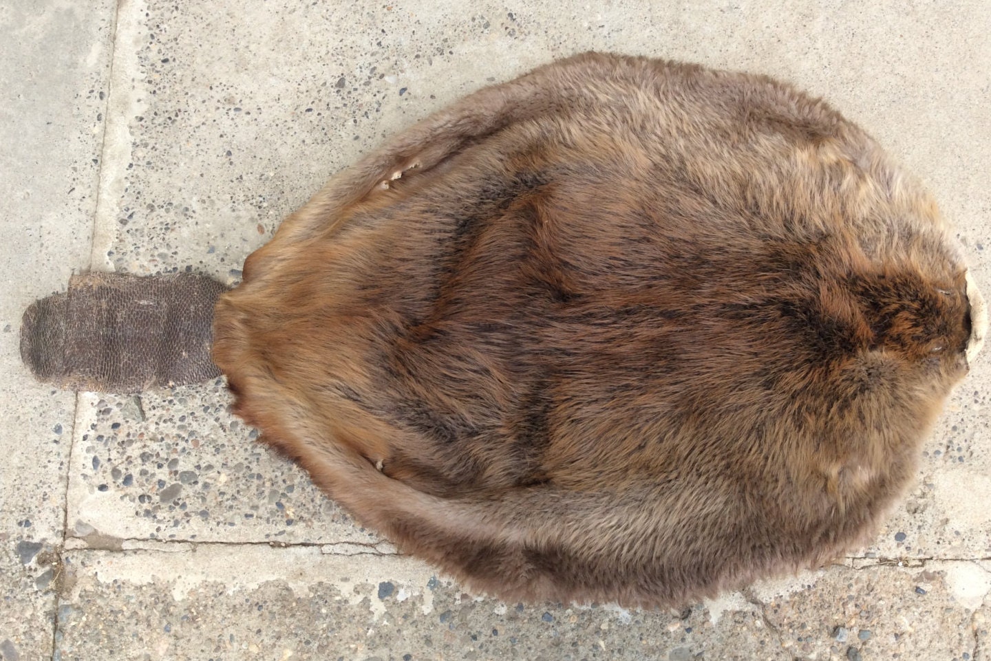 Tanned Montana Beaver Pelt Fur Skin Hide by