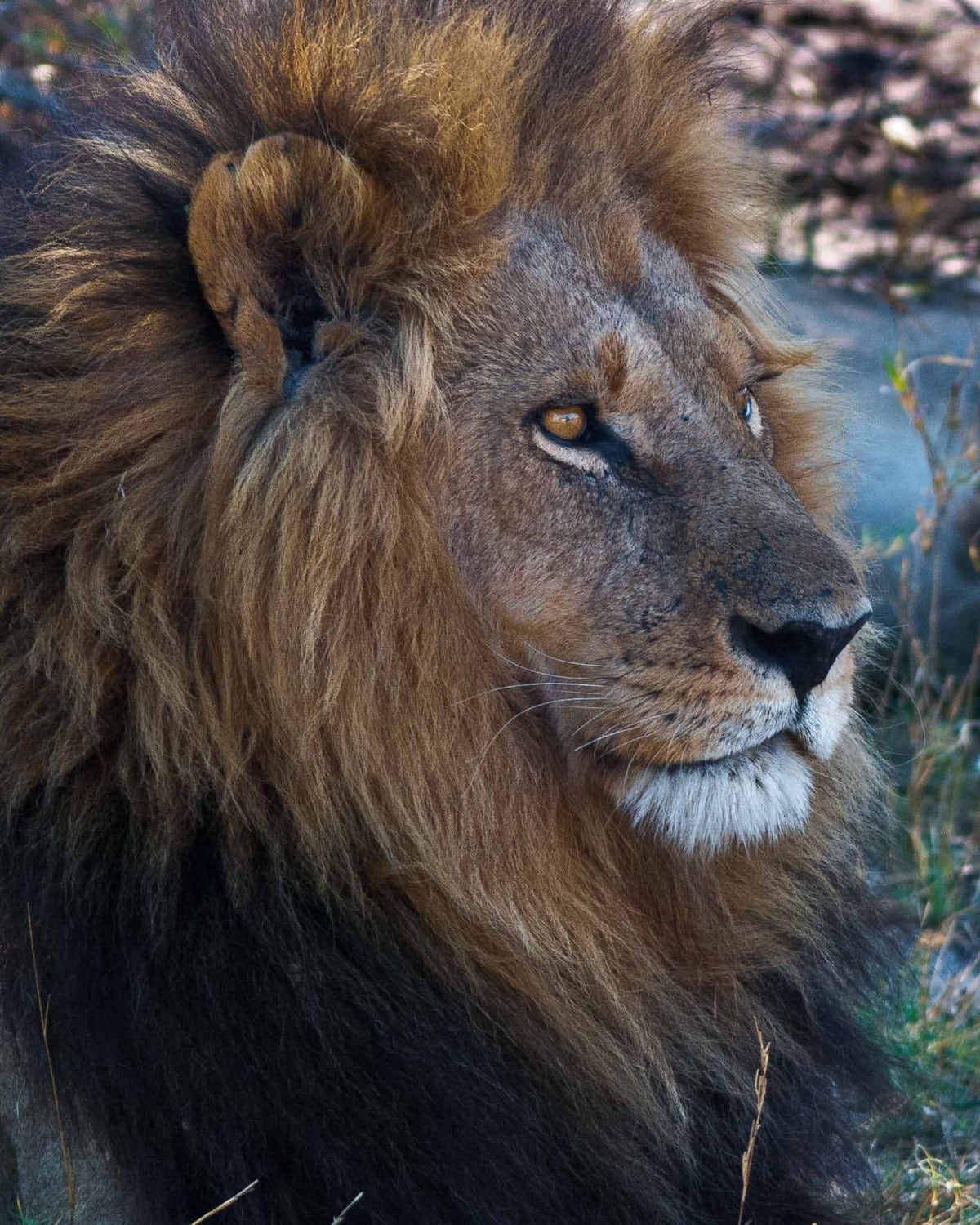 Lion Photography