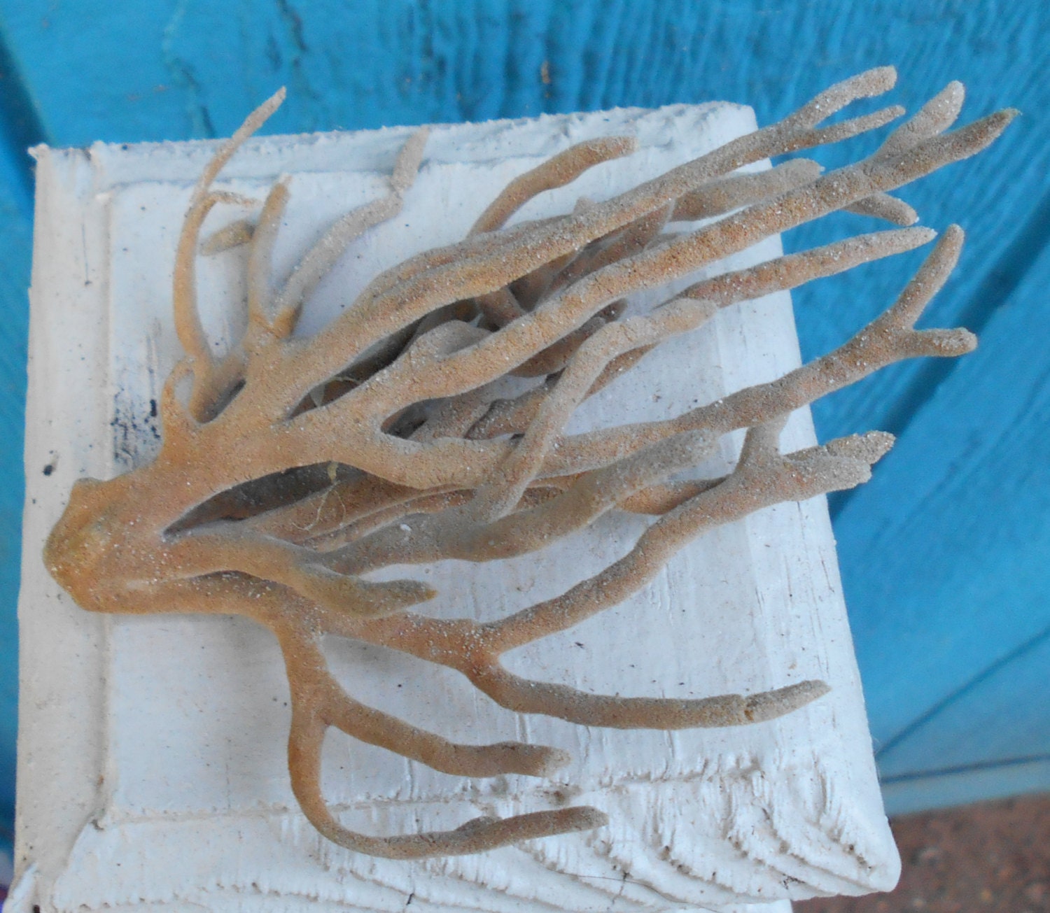 Found ocean finger sponge Atlantic Axinella Myrtle Beach