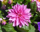 Flower Greeting Card, Original Photography. FREE SHIPPING! Flower Greeting Card, Original Photography. FREE SHIPPING!