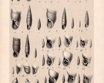 1909 Snails Print, Gastropod Molluscs, Shells Illustration, Land Snail Shells Chart, Antique Print, Vintage Lithograph, Natural History