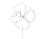 Botanical Drawing; Pencil Drawing; Flower Drawing; Abstract Flower; Archival Art Print "Graphite Pansy"