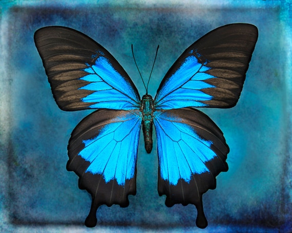 Aqua Butterfly Art Print Nature Art Print Butterfly