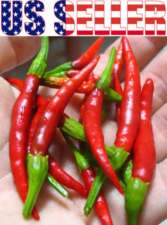 30 ORGANIC Japanese Chili Hot Pepper Seeds Heirloom by HarleyStore