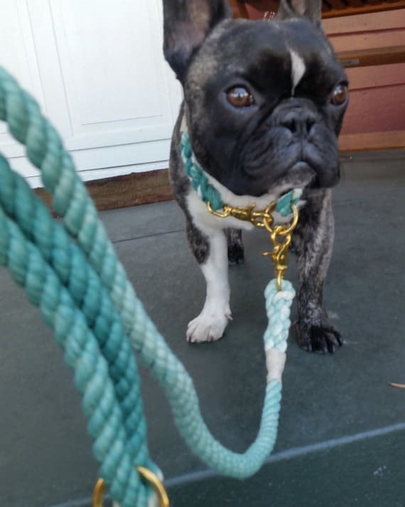 Teal Ombré Rope Dog Leash