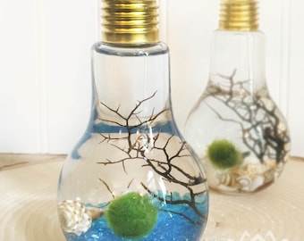 Lightbulb Marimo Aquarium by Zentilly©