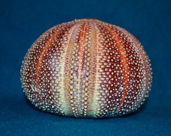 Large Urchin, English Channel Sea Urchin Shell- Coastal Beach Decor,Nautical Display, Beach Decor, 4 - 5" Sea Urchin, Large to Extra Large