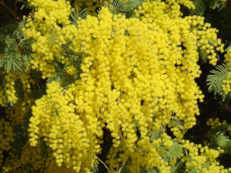 Acacia Dealbata Evergreen Tree Or Shrub 20/100/1000 Seeds