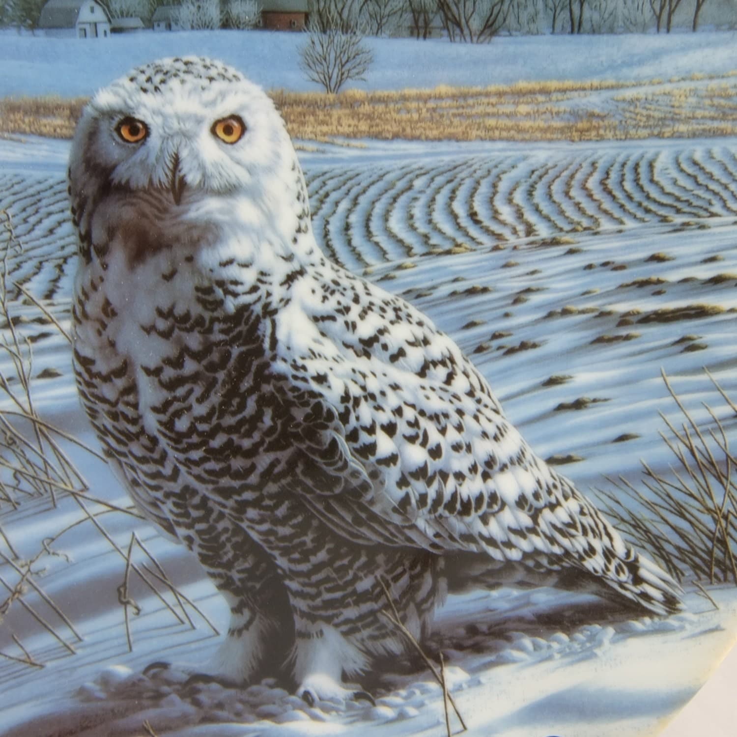 Erwin Owl Erwin Owl