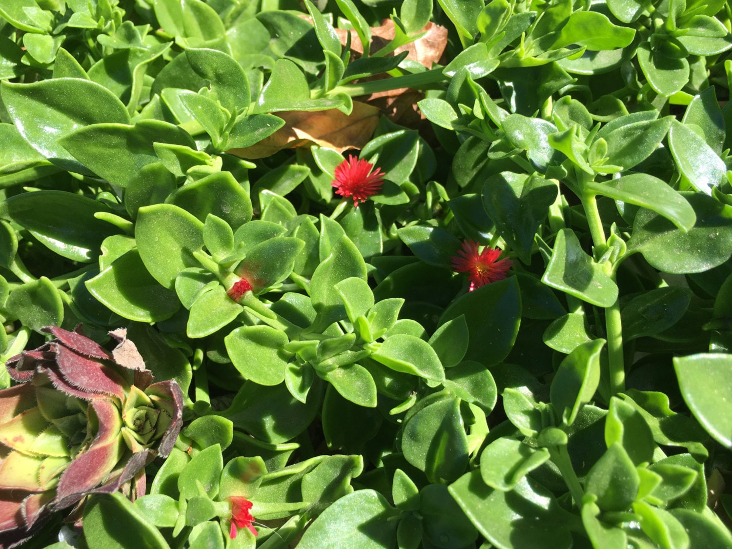 Ice Plant Red Apple Ice Plant Red Apple