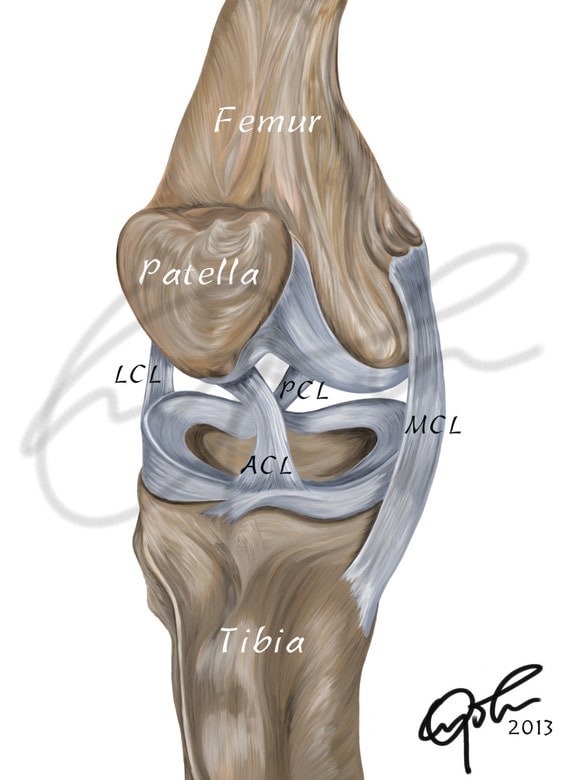 Human knee ligaments Printable Download Digital