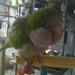 cheekybird1