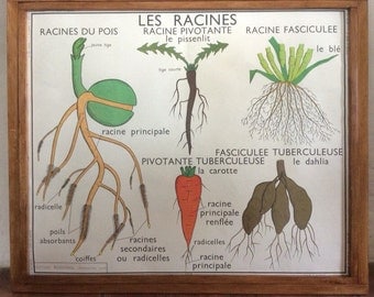 Large Stunning Vintage French School double-sided poster of a plant and vegetables