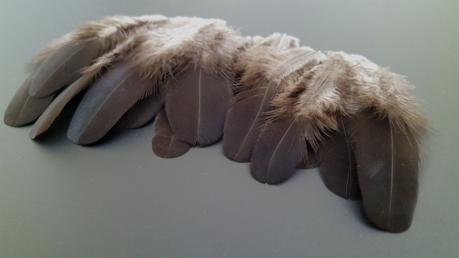 Small Black Feathers Craft Supplies Black Feathers Black