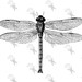 Vintage Dragonfly Printable black and white image Instant