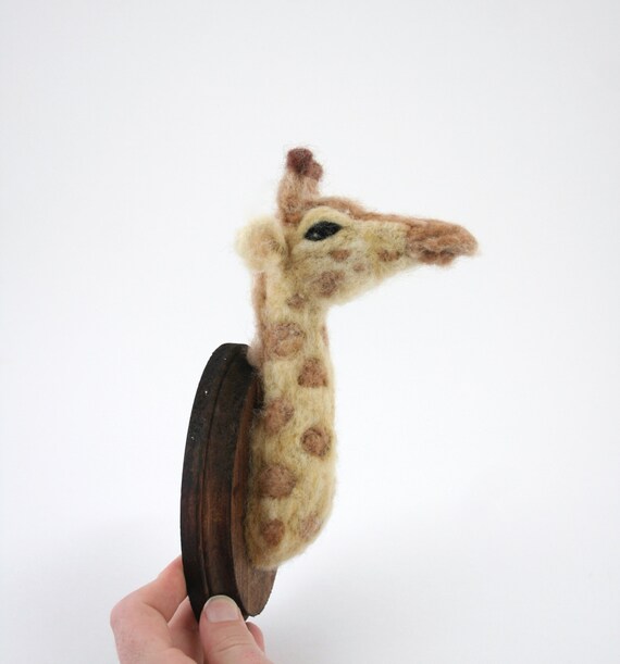 Giraffe (Giraffa camelopardalis)