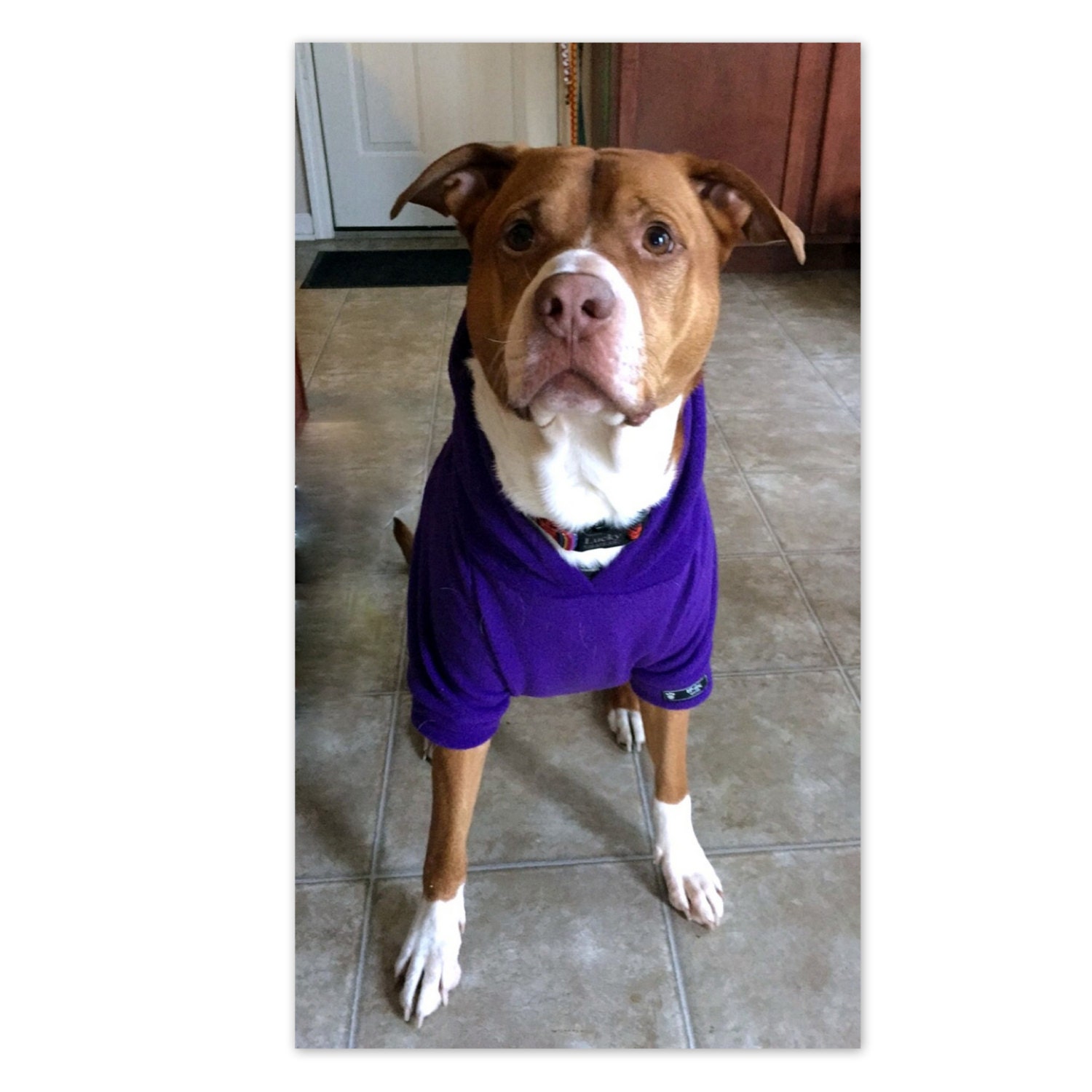 Big Dog Hoodies Custom Made to Order BCD20000 by TheBossyCow