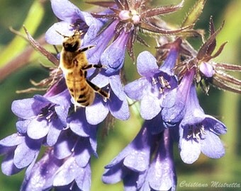 over 10 Seeds,Moltkia petraea, bees, beekeeping, Honey, bees, beekeeping, Honey