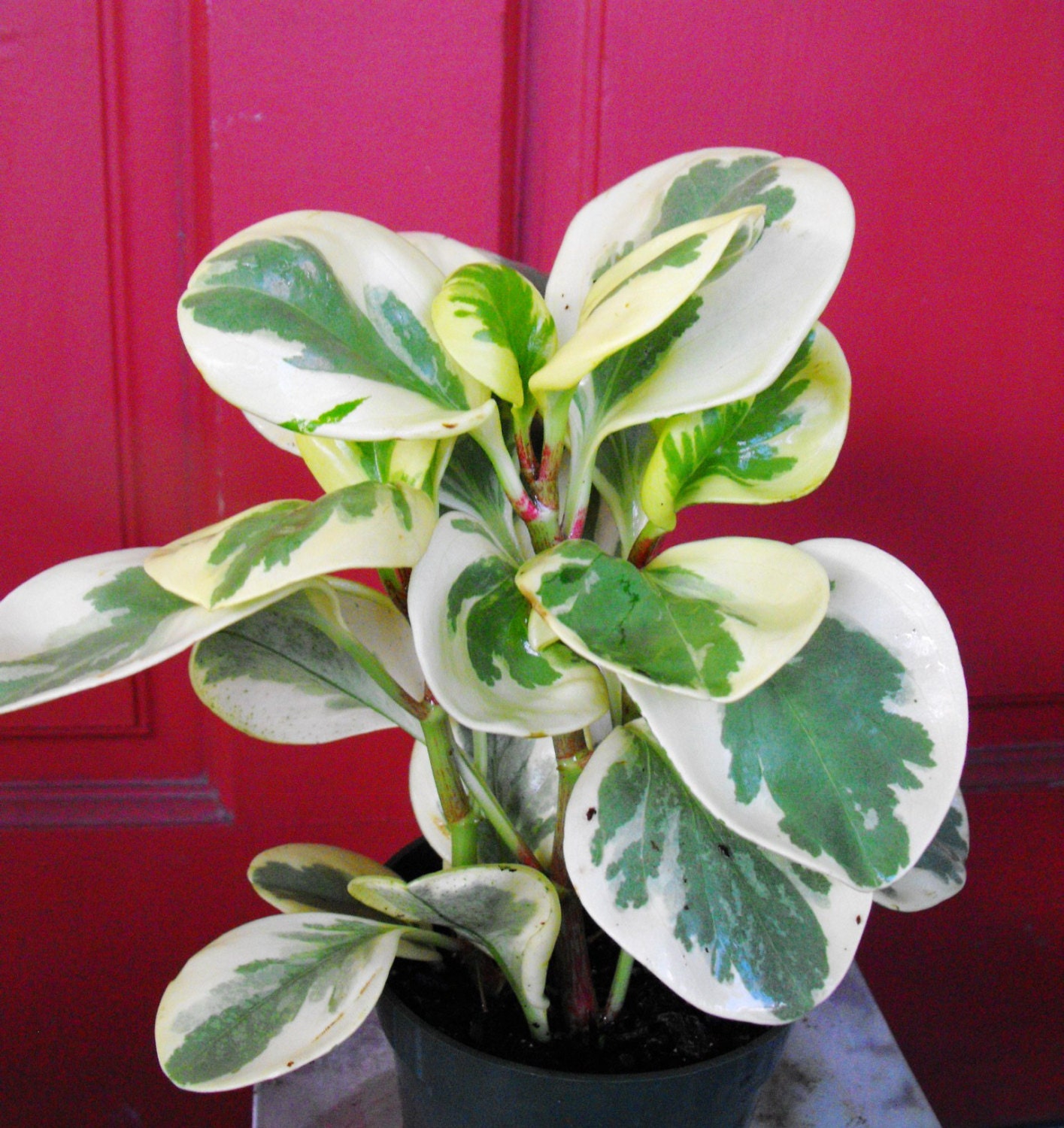 SALE Peperomia Beautiful Houseplant �Golden Gate�