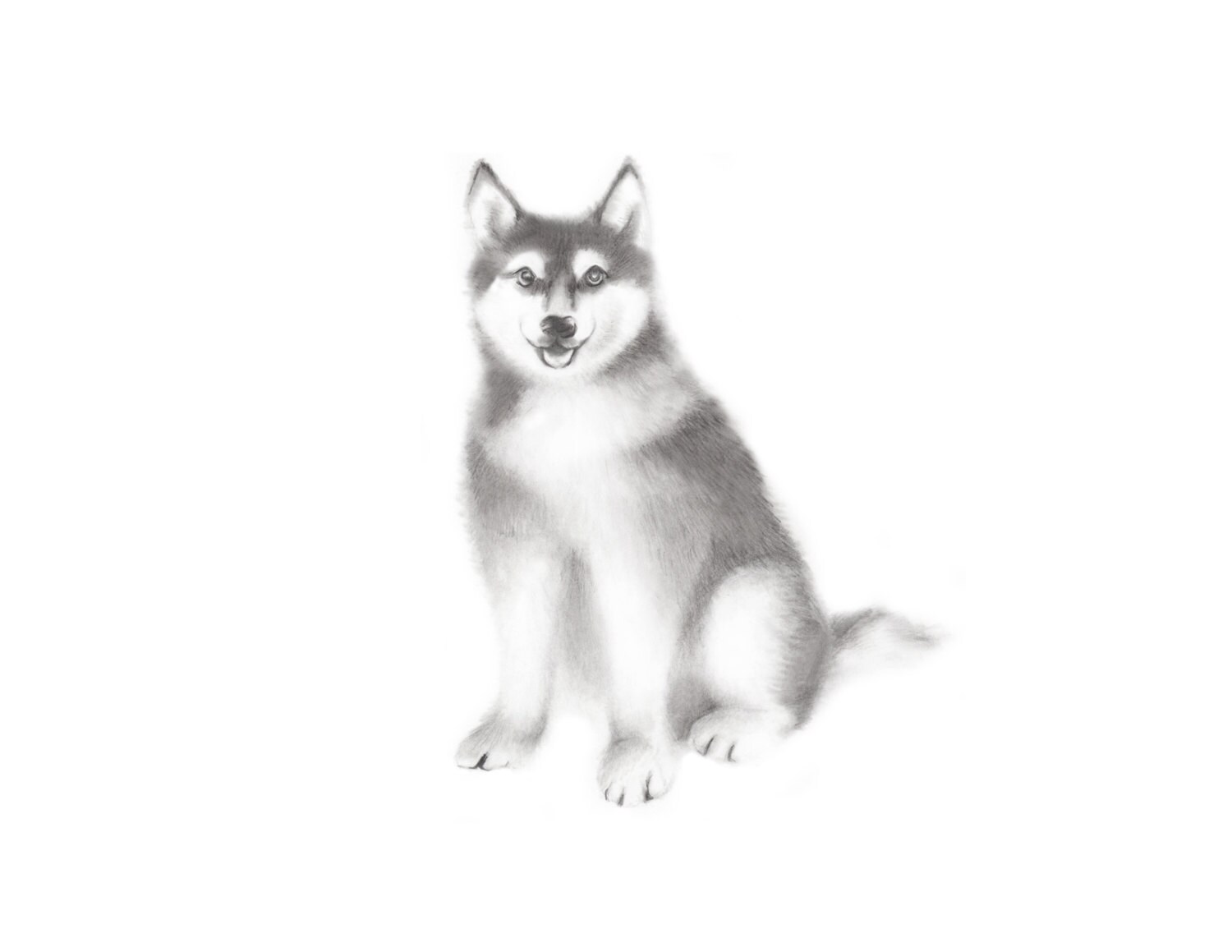 Image Result For Siberian Husky Drawing