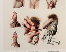 artikel maennlichen genitalien artikel maennlichen genitalien