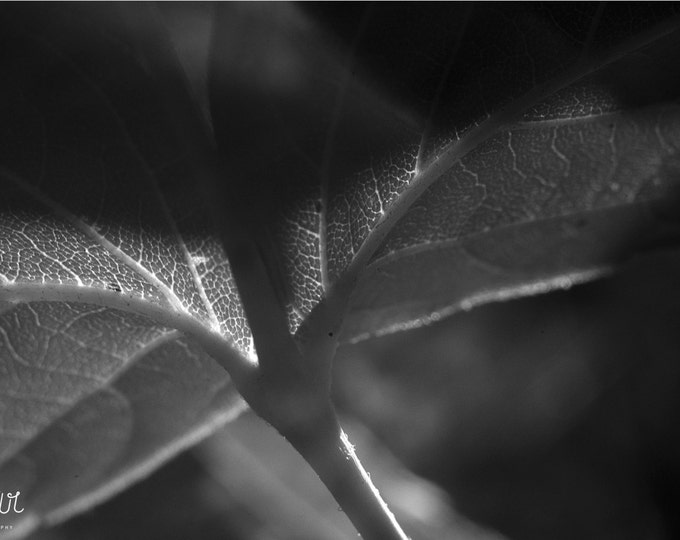 Printable photo Digital Download Macro Photograph Black and White Leaf Print Nature Photograph Nature print Leaf Photo Art Instant download