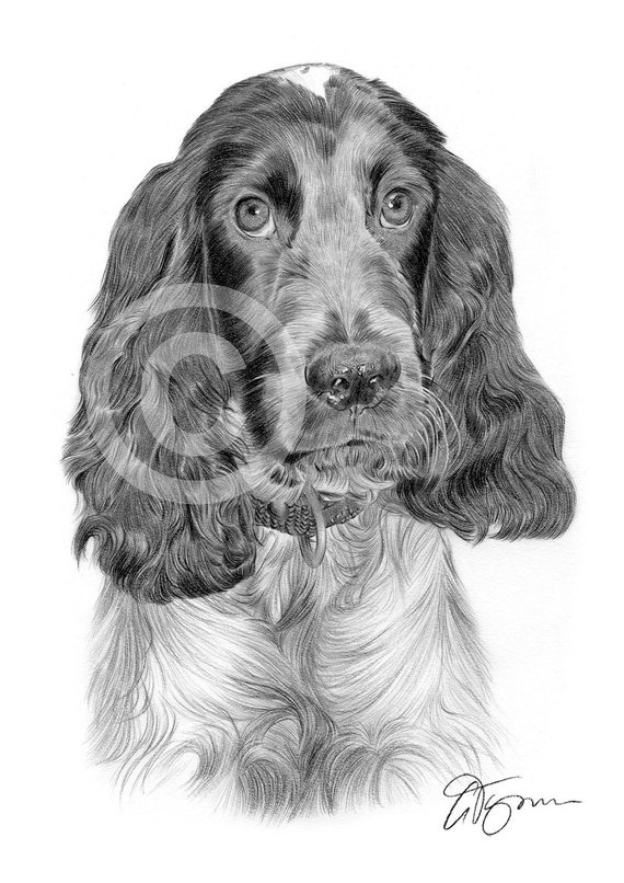 Cocker Spaniel pencil drawing print A4 size artwork signed