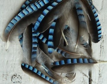 6x Natural English tiny Blue Jay Wing Feathers Fly Tying Arts Crafts handmade supplies