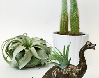 Small Bronze Brachiosaurus Dinosaur Planter Air Plant; Dinosaur Planter; Planter; Desk Accessory; Home Decor; Unique Gift Idea; Air Plant