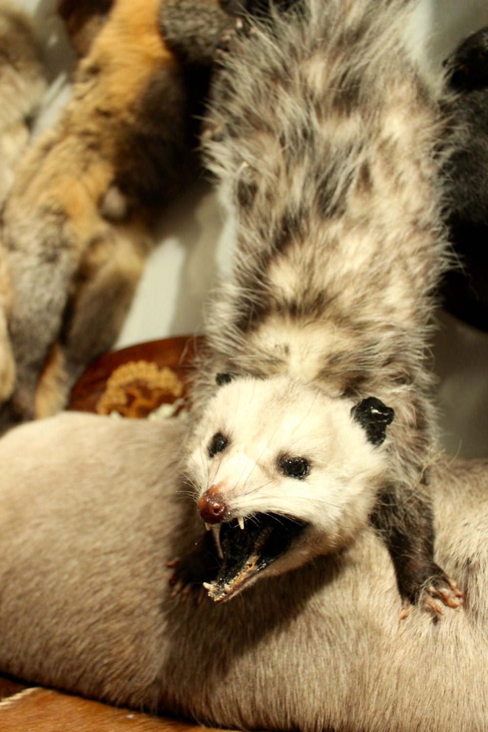 stuffed opossum taxidermy