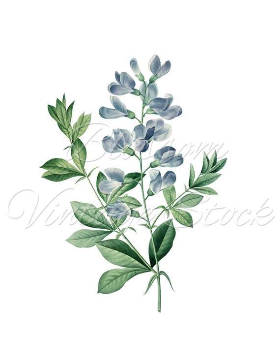 botanical printable instant download blue flowers botanical
