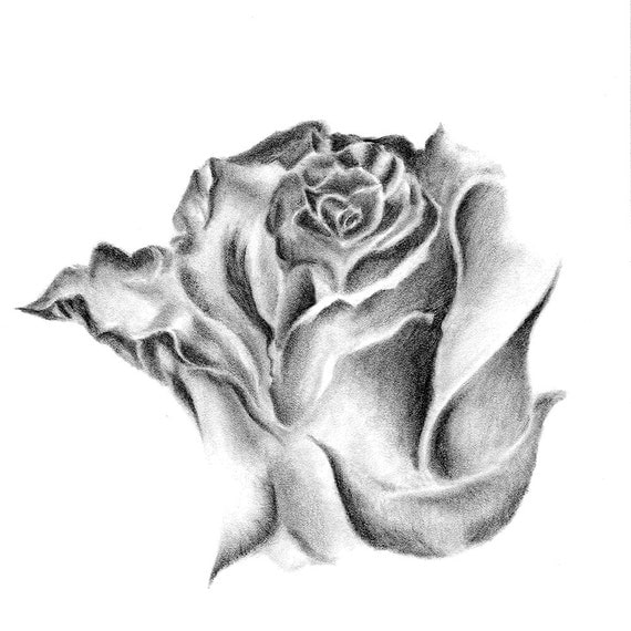 Realistic rose pencil drawing print by WhitneyShalenArt on Etsy