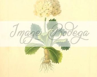 Vintage Floral Digital Image. Floral illustration, botanical Image to use for any purpose, digitally use and printable