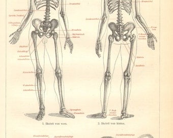 1906 Human Skeleton Original Antique Engraving