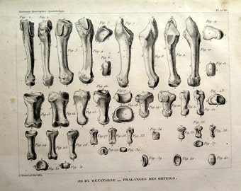 Metatarsal bones PRINT, 1831 antique human anatomy engraving, long bones in the foot and the phalanges of the toes skeleton osteology.