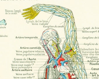 1912 Blood Circulation Flow Circulatory System Larousse Medical French Vintage 105 YEARS OLD