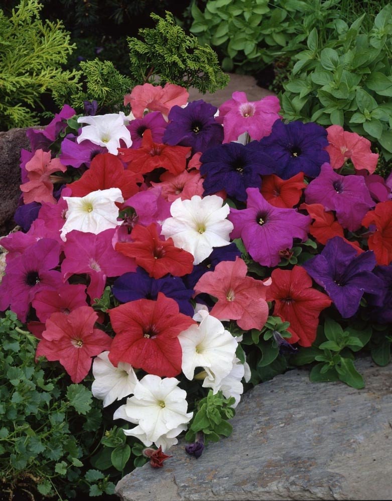 bulk flower seeds for sale Limbo Mix 1000 pelleted petunia
