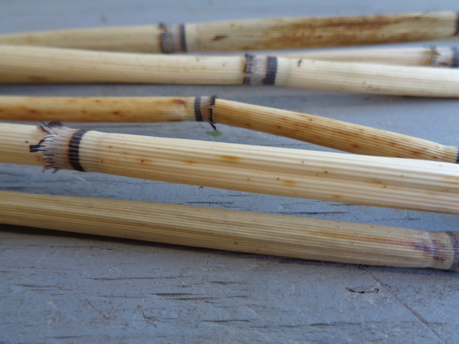Dried Horsetail Dried Flowers Dried Reed Dried Bamboo