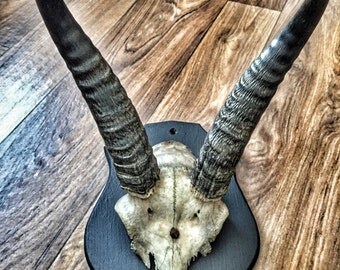 Antique mounted waxed Gazelle horns on wooden shield
